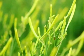 四月秀葽,五月(yuè)鳴蜩-記憶中的(de)黃花菜